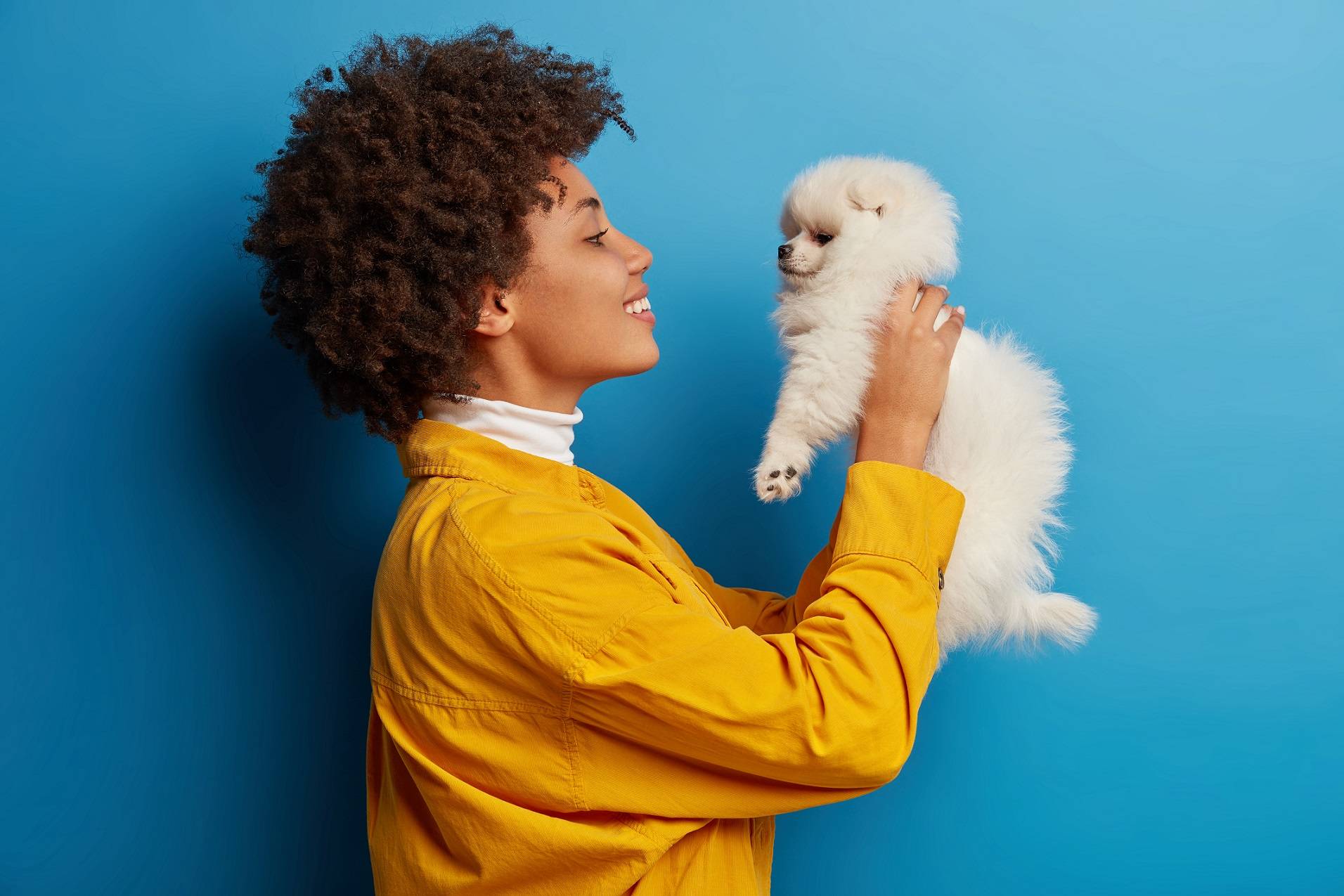 Profile shot of caring curly woman lifts white spitz dog over face, admires lovely pet, smiles broadly, expresses love and care, isolated over blue studio wall. Having nice time with favorite spitz